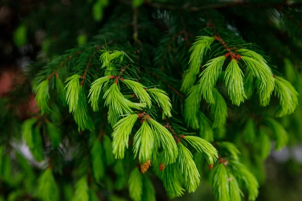 Young Christmas tree in spring with green needles and fresh cones. — Stock fotografie