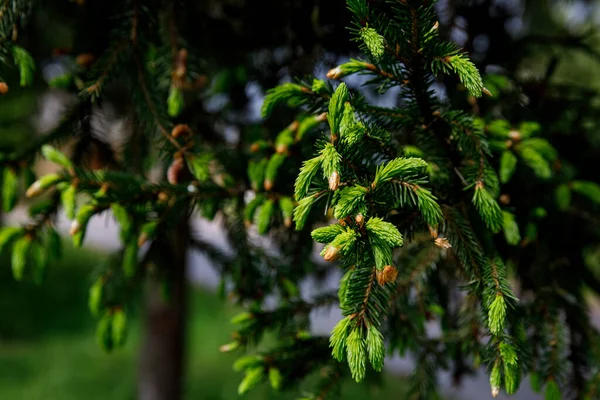 Spruce branch with young needles and young spruce cone. — Stock fotografie