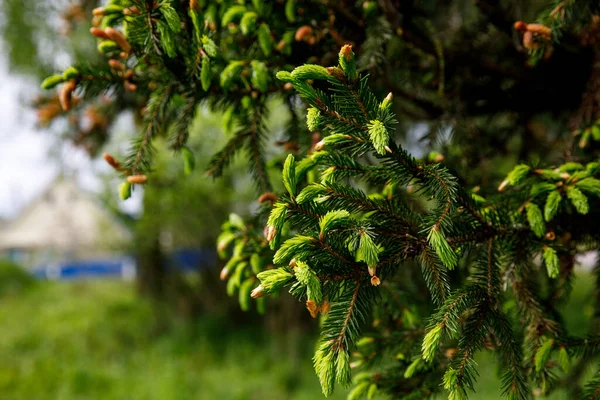 Young Christmas tree in spring with green needles and fresh cones. — Stock fotografie