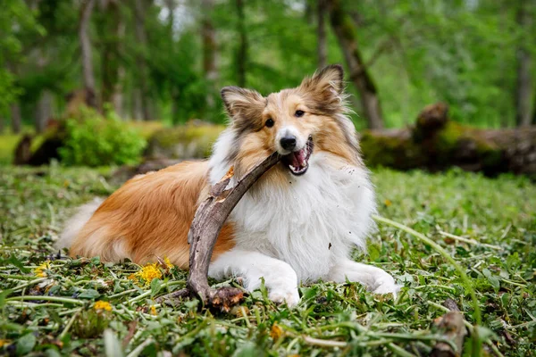 Dog holding a stick in the forest. — Stockfoto