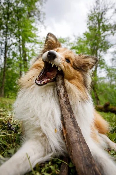 Dog holding a stick in the forest. — Fotografia de Stock