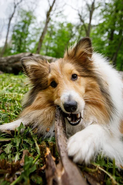 Dog holding a stick in the forest. — Φωτογραφία Αρχείου