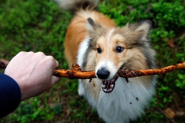 Dog holding a stick in the forest. — Fotografia de Stock