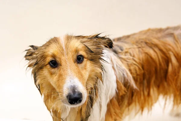 Cão Molhado Lavar Seu Animal Estimação Banheiro — Fotografia de Stock