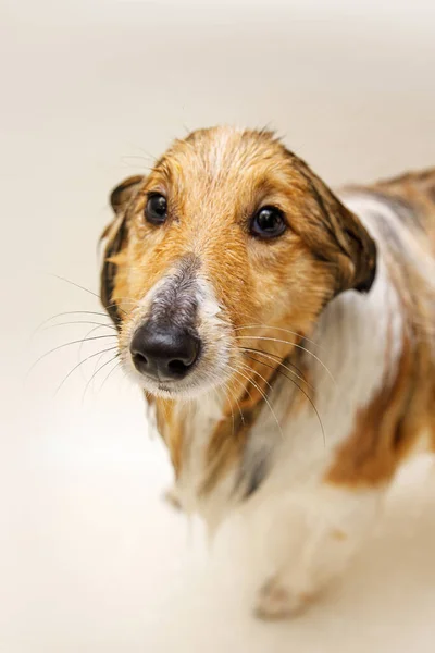 Cão Molhado Lavar Seu Animal Estimação Banheiro — Fotografia de Stock