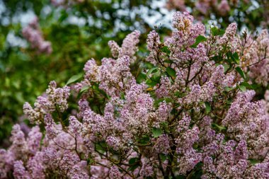 Bahçede çiçek açan leylak ağacı.