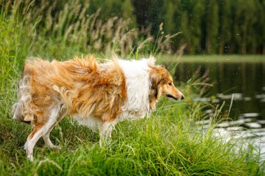 Köpek sudan kurtulur ve büyük miktarda küçük damlalar oluşturur.