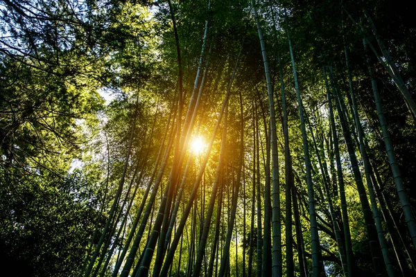 Zonnestralen Door Bamboe Bomen — Stockfoto