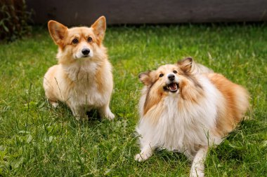 İki köpek, bir Corgi ve bir Sheltie, çimenli bir çimenlikte birlikte oturuyorlar..