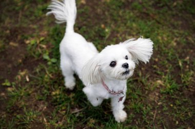 Yeşil çimlerin üzerinde dikilip merakla bakan sevimli, beyaz bir Malta köpeği..