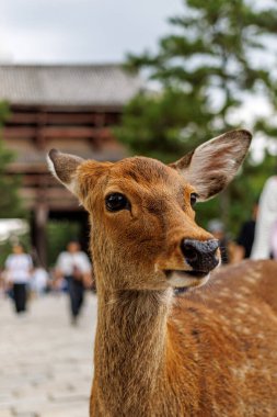 Japonya 'da bir tapınak kapısının önünde duran bir geyiğin portresini yakından çek. Hayvan, insanların ve ağaçların hafifçe bulanıklaştığı tarafa bakıyor..