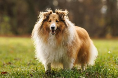 Bir sonbahar parkında yeşil çimlerin üzerinde duran tüylü bir shetland köpeğinin vücut portresi..