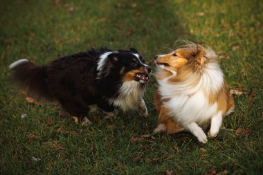 İki Shetland Çoban Köpeği, çimenli bir arazide neşeyle etkileşime girer. Hareketleri ve anlamlı yüzleri açık havada canlı bir sahne yaratıyor..
