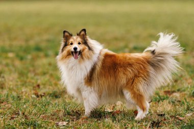 Bir Sheltie, çimenli bir arazide, ağzı açık, dostça bir ifadeyle duruyor. Sahne gün ışığında çekiliyor..