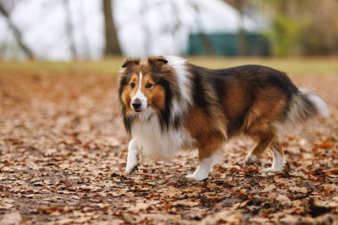 Bir Sheltie, kuru sonbahar yaprakları üzerinde sıcak doğal ışıkta yürürken ağzında bir portakal topu taşır..