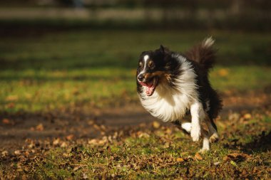 Uzun kaplamalı köpek kuru yapraklarla kaplı bir sonbahar parkı tarlasında hızla koşar..