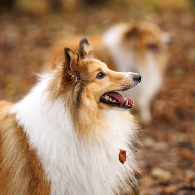 Bir Sheltie köpeği sonbahar yapraklarının arasında dikilirken yana bakar..