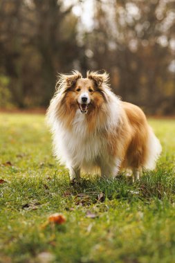 Tüylü bir Shetland çoban köpeği çimenli bir tarlada duruyor, tetikte bekliyor. Arkasında bulanık ağaçlar yumuşak doğal bir zemin oluşturur..