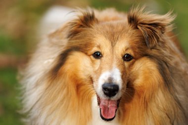 Ağzı açık tüylü bir Shetland çoban köpeği çimenli bir arazide duruyor..