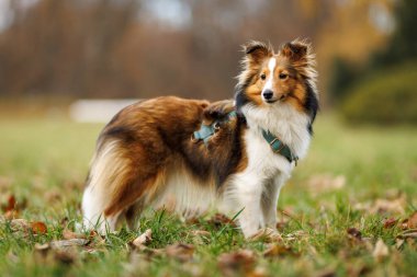 Bir Shetland çoban köpeği, sonbahar boyunca arka planda bulanık ağaçlarla çimenli bir arazide durur..
