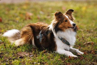 Genç bir Shetland çoban köpeği yapraklarla çevrili çimenlerin üzerinde sakince yatıyor..