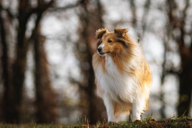 Bir Sheltie köpeği çimenli bir tepenin üzerinde duruyor. Yumuşak, bulanık bir orman arka planı var. Ilık ışık, köpeğin tüylü tüylerini ön plana çıkarır..