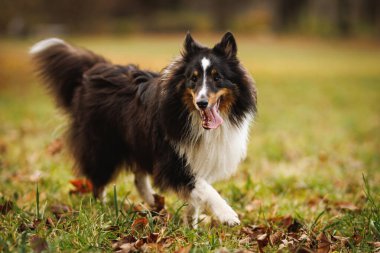 Siyah beyaz bir Sheltie köpeği çim tarlasında dil çıkararak koşuyor. Canlı poz ve dinamik hareket enerjik bir açık hava anını yakalar..