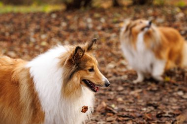 İki Sheltie köpeği sıcak sonbahar ışığında yapraklarla kaplı bir zeminde duruyor. Kabarık kürkleri ve özenli ifadeleri canlı atmosferi vurguluyor..
