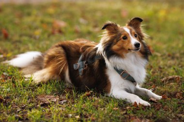 Bir Sheltie köpeği yeşil çimlerin üzerinde yatar, kulakları havada ve gözleri odaklıdır. Sıcak sonbahar arkaplanı, rahat açık hava ortamını geliştirir.