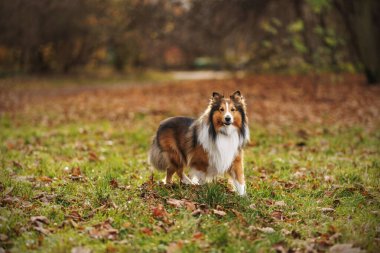 Bir Shetland çoban köpeği sonbahar yapraklarıyla kaplı çimenli bir alanda tetikte bekliyor. Sıcak tonlar ve yumuşak ışık açık havada mevsimsel havayı vurgular.
