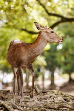 Yumuşak bokeh ışıklandırmalı yemyeşil bir ormanlık alanda eğri büğrü ağaç kökleri üzerinde zarif kahverengi bir geyik duruyor..