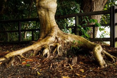Kalın ve korunmasız bir ağaç gövdesi. Saman ve yaprakların üzerinde yetişiyor..