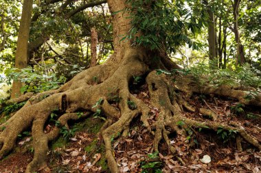 Antik bir ağacın geniş, kalın kökleri yoğun bir ormanlık alanda toprağı ve yosunlu zemini kavrıyor..