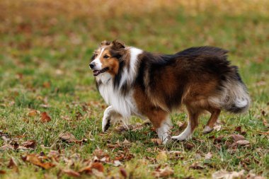 Sonbahar yapraklarıyla çimlerin üzerinde yürüyen bir Sheltie köpeği..