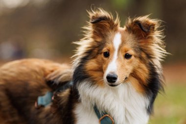 Ayrıntılı kürk dokusuna sahip Sheltie köpeğinin yakın plan portresi..