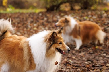 Sonbahar parkında arka planı yumuşak iki Sheltie köpeği..