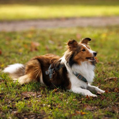 Rahatlamış bir ifadeyle çimlerin üzerinde yatan bir Sheltie köpeği..