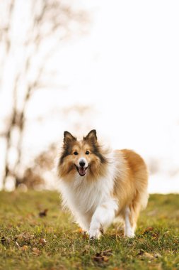 Bir Sheltie köpeği sıcak bir ışıkla açık bir çayırda yürüyor..