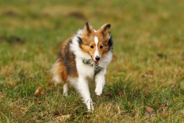 Bir Sheltie köpeği, tüyleri rüzgarda hareket eden çimenli bir çayırda koşar. Görüntü hareketi, enerjiyi ve doğa ışığını yakalar..