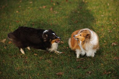 İki Sheltie köpeği çimenli bir alanda şakacı bir şekilde etkileşime girer. Köpekler arasındaki hareketi, enerjiyi ve sosyal davranışı yakaladığı an.