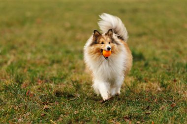 Bir Shetland çoban köpeği elinde portakal topu tutarken çimenli bir arazide enerjik bir şekilde koşar. Sahne hareket, oyun ve açık hava aktivitelerini yakalar.
