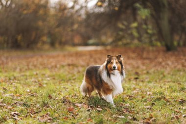 Bir Shetland çoban köpeği, çimenlere saçılmış kuru yapraklarla bir sonbahar çayırında duruyor. Ilık ışık ve yumuşak arkaplan bulanıklığı, köpeği açık hava ortamında vurgular..