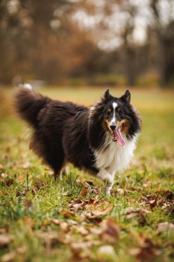Siyah beyaz bir Sheltie bir sonbahar tarlasında koşuyor dili dışarıda ve kürkü hareket halinde..