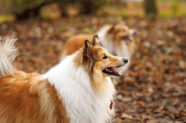 Bir Sheltie, yapraklarla kaplı bir patikada yürüyor. Arka plan yumuşak orman tonlarını gösteriyor..