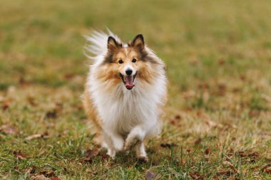 Pofuduk köpek kameraya doğru koşuyor..