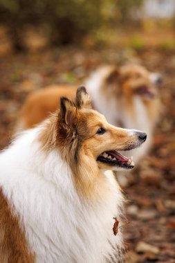 Sonbahar parkındaki yumuşak bokeh arka planlı uzun saçlı köpeğin yan profili.