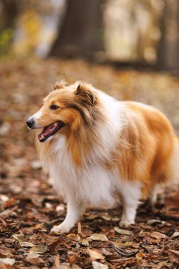 Altın kürklü bir Sheltie, sıcak ve yumuşak sonbahar ışığında kurumuş yaprakların üzerinde duruyor..