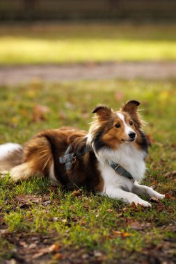 Sıcak sonbahar güneşi manzarayı aydınlatırken yeşil çimlerin üzerinde rahatça uzanan bir Sheltie..