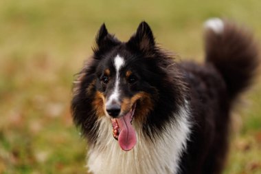 Dili açık bir Sheltie Dog 'un yakın plan portresi. Açık havada, yumuşak yeşil bir arka planda..