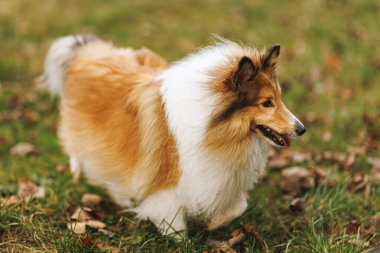 Kabarık beyaz göğüslü bir Sheltie kuru sonbahar yaprakları üzerinde duruyor, sıcak açık hava ışığı altında..